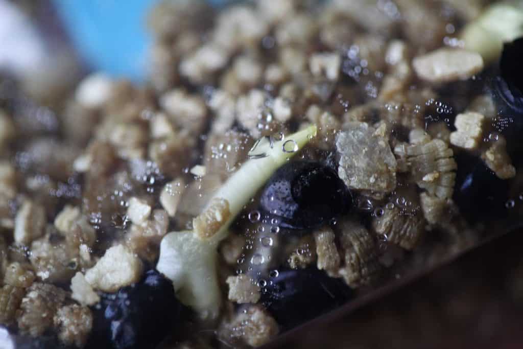 daylily seeds in vermiculite with some moisture in a clear bag