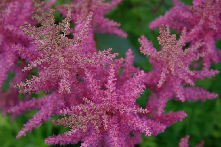 pink astilbe blooms