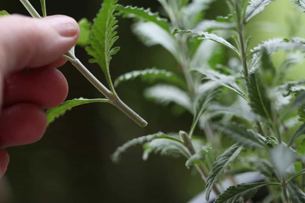 cutting the stems of Russian Sage