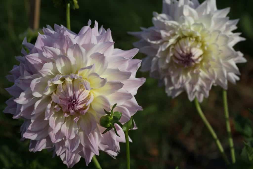 lavender coloured dahlia