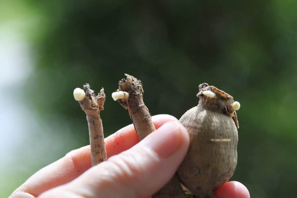 hand holding dahlias with eyes starting to sprout