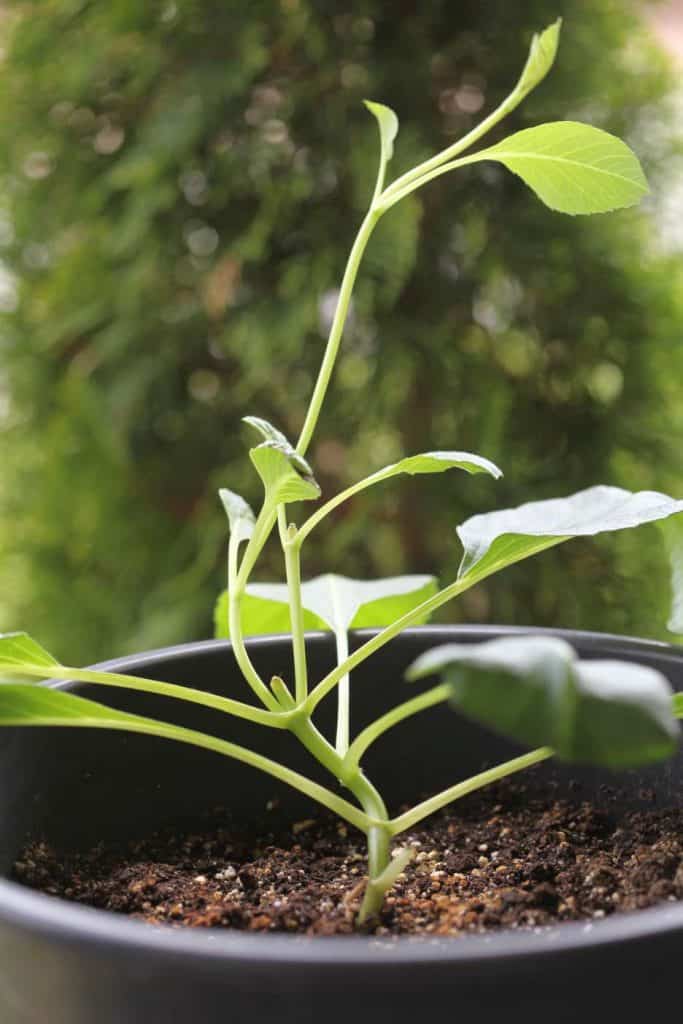 dahlia growing in a pot