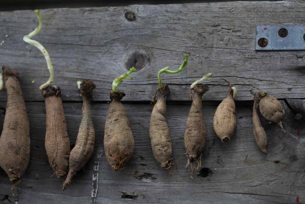 different sized dahlia tubers on a grey wooden board, showing how to plant dahlia tubers