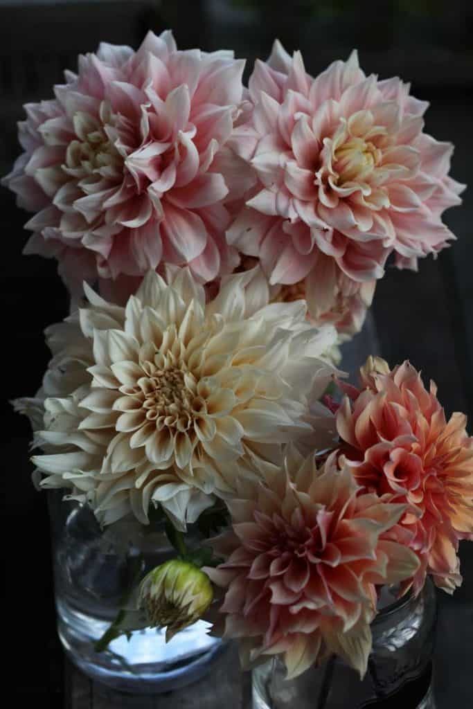 mixed dahlia blooms