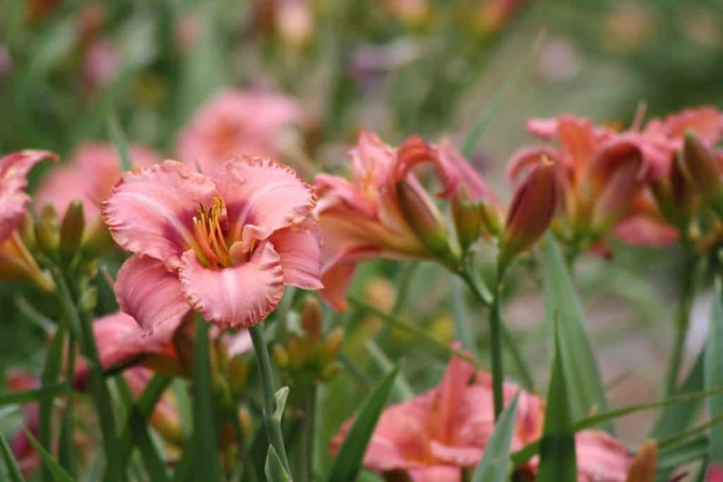 coral coloured daylilies growing in the garden, are good companion plants for Russian Sage