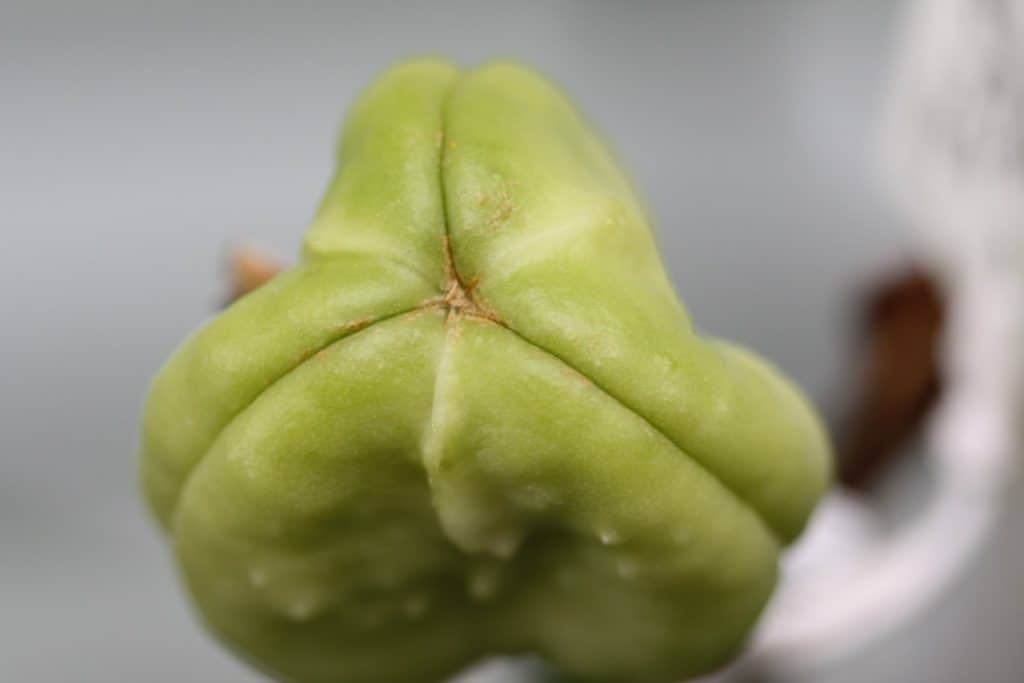 green daylily seed pod, showing how to grow daylilies from seed