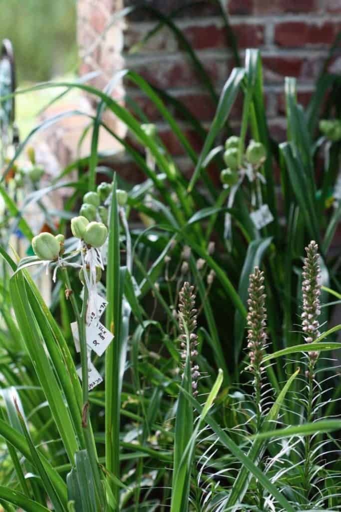 daylily seed pods growing in the garden next to a brick chimney, showing how to grow daylilies from seed