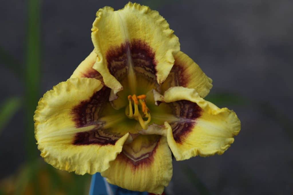 yellow daylily with patterned eye