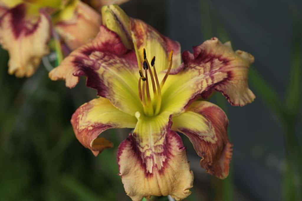 orange daylily with multi-ringed eye, showing how to grow daylilies from seed to bloom