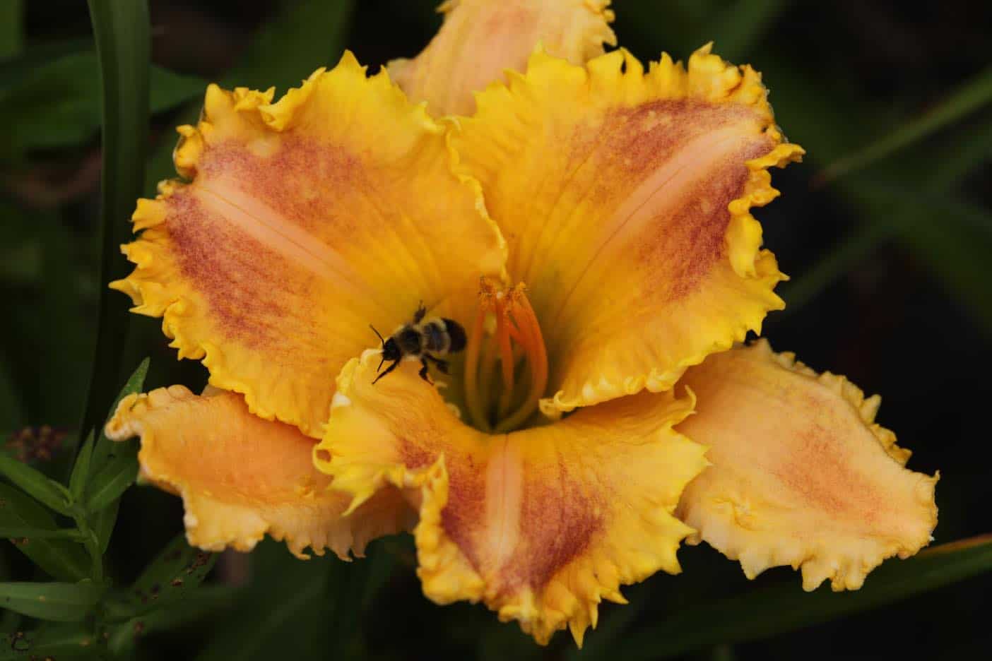 How To Grow Daylilies From Seed To Bloom - Farmhouse & Blooms