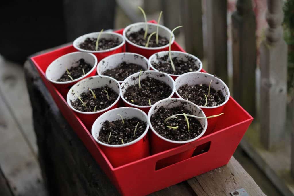 daylily seedlings planted in cups, showing how to grow daylilies from seed