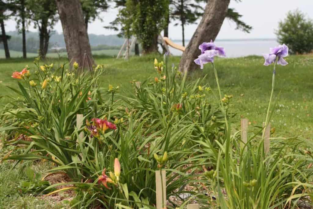 daylily seedlings growing in the garden