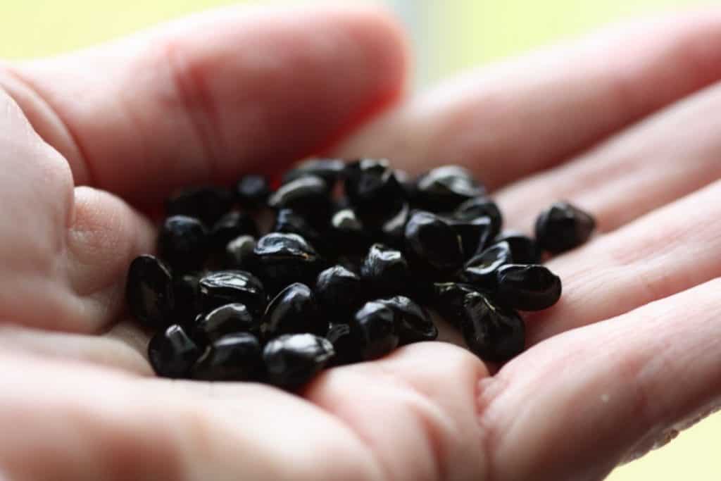 shiny black round daylily seeds held in an open palm, showing how to grow daylilies from seed