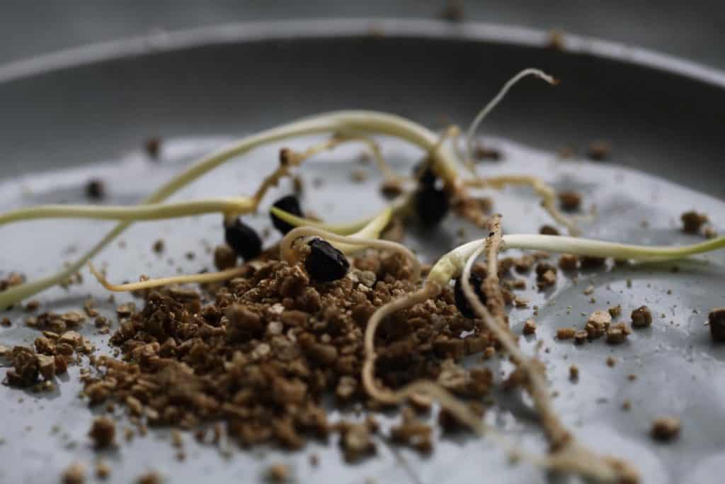 daylily seeds germinated in vermiculite