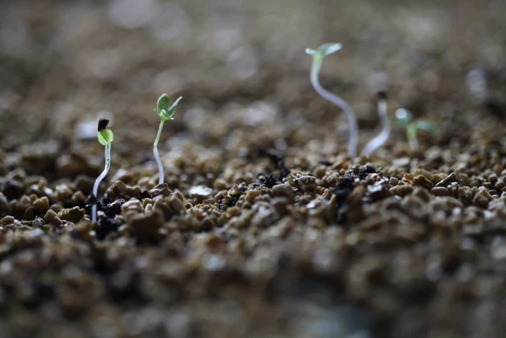 tiny delphinium seedlings growing through vermiculite, showing how to grow delphiniums from seed