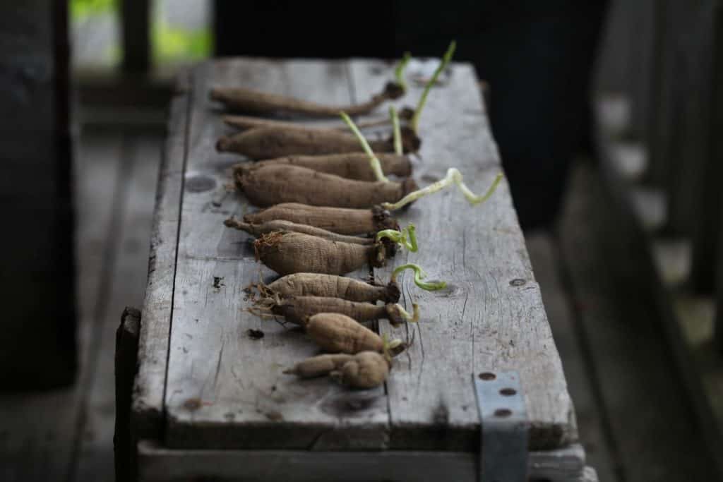 demonstrating different dahlia sizes, discussing how to plant dahlia tubers