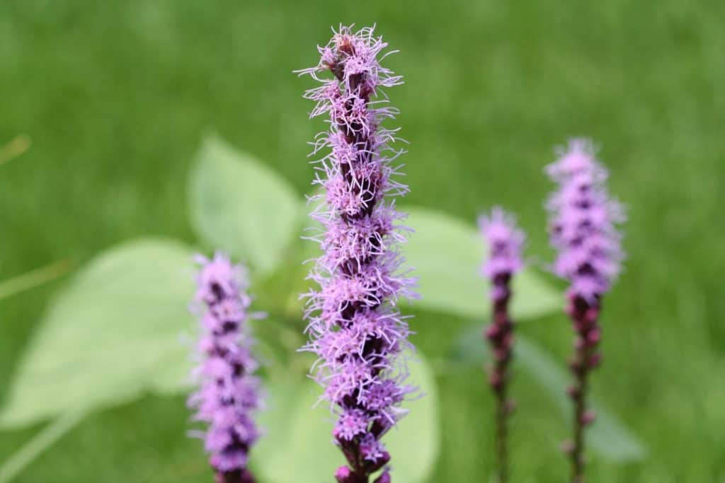 purple blooms of liatris growing in the garden with a blurred green background