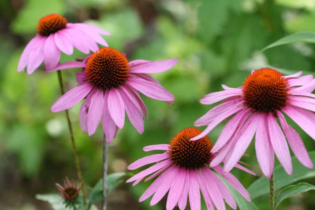 pink blooms of echinacea in the garden