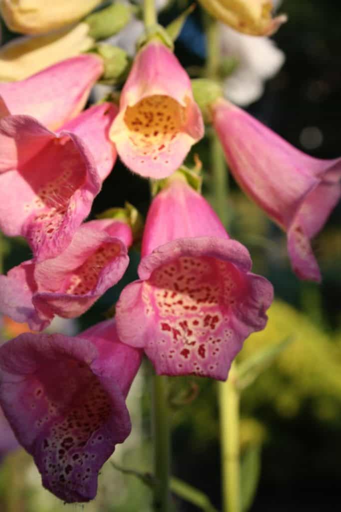 pink foxgloves blooming in the garden