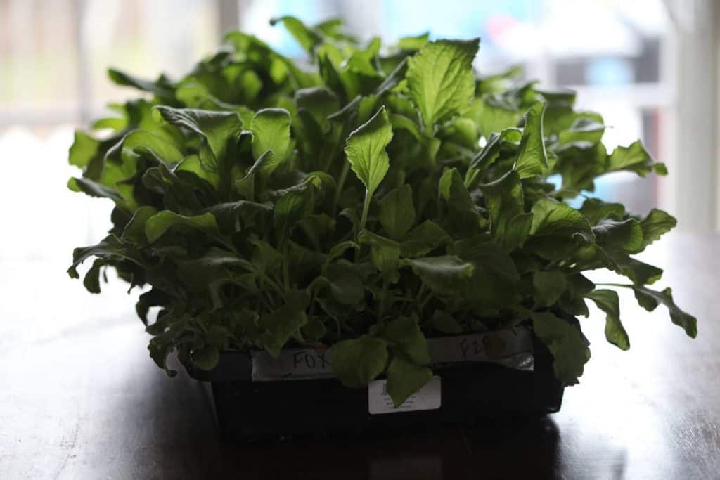 green foxglove seedlings in a cell tray, showing how to grow foxglove from seed indoors