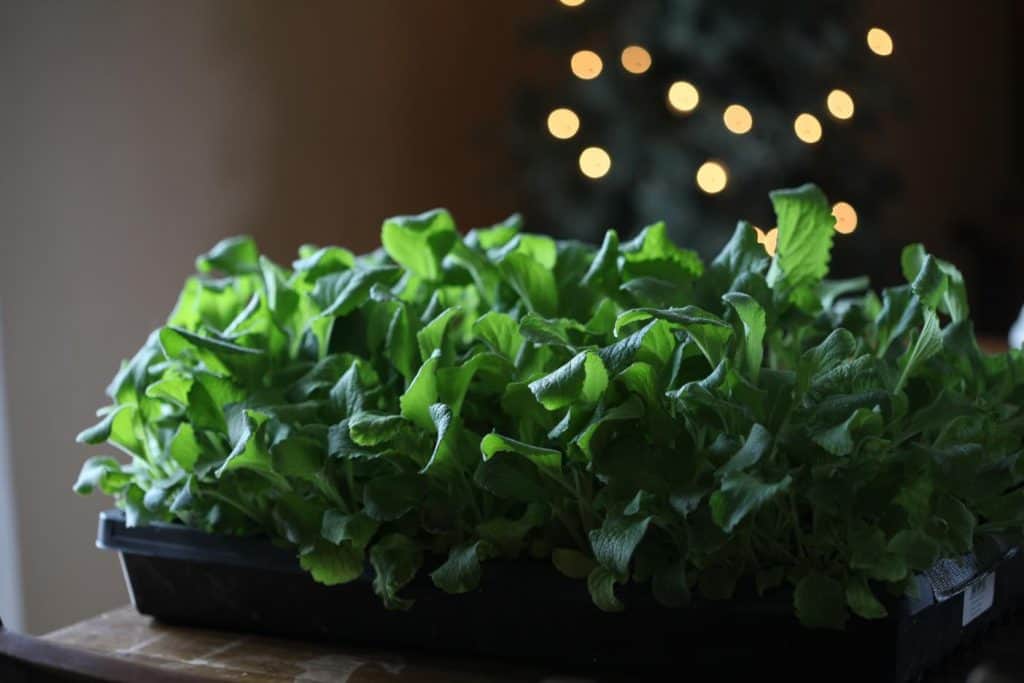 green foxglove seedlings in a cell tray on a table with twinkling lights in the background