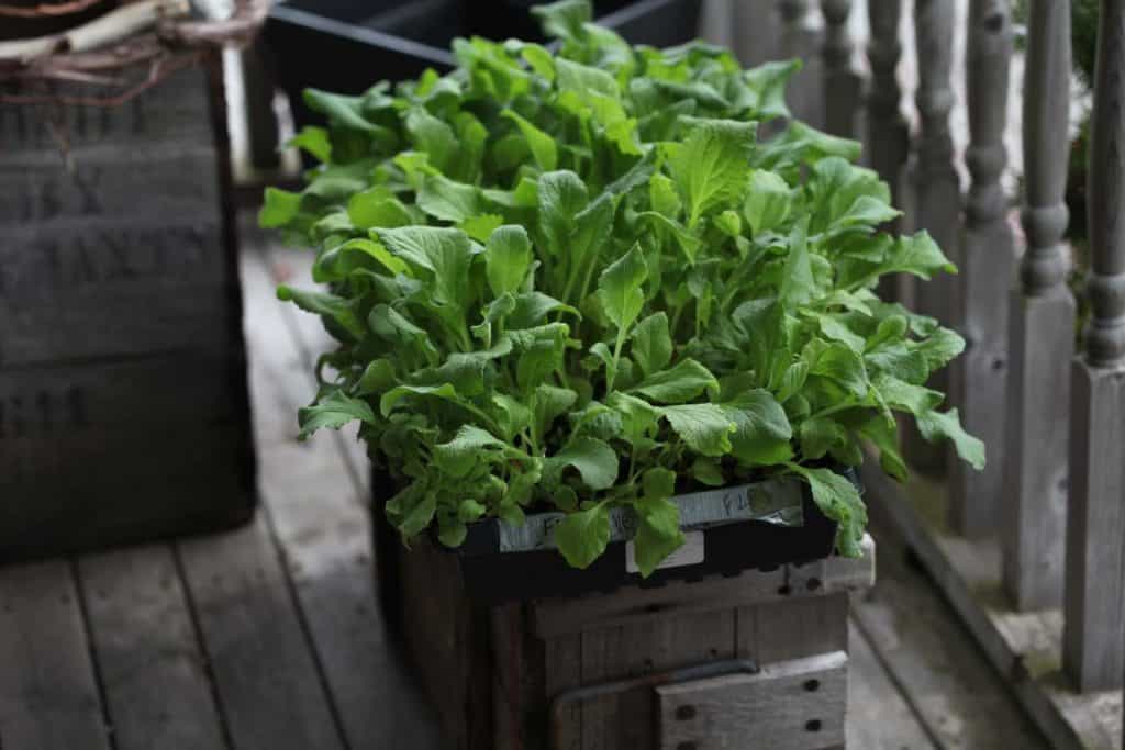 green foxglove seedlings in a cell tray on a wooden box on a wooden deck