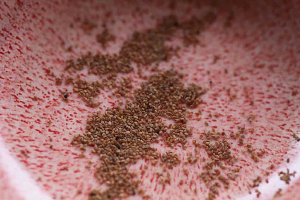 tiny foxglove seeds in a pink bowl