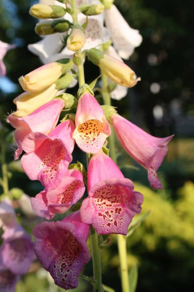 pink foxgloves growing in the garden