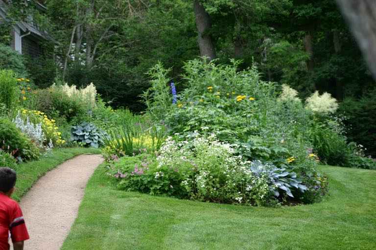 Goat's Beard in a perennial border, showing companion plants and how to grow Goat's Beard