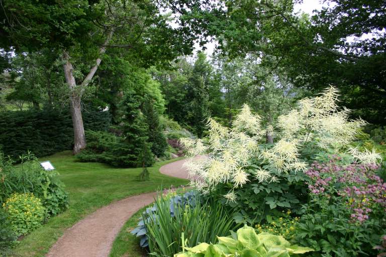 Image of Bleeding heart goat's beard companion plants