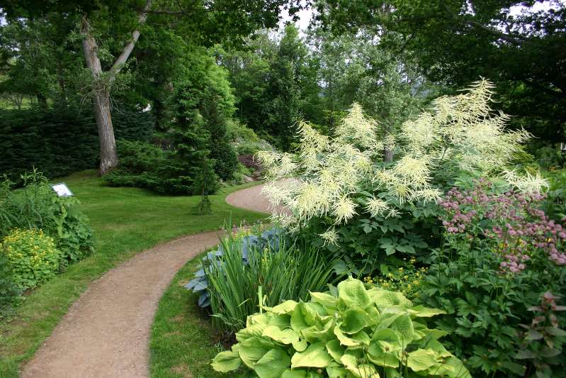 Image of Astilbe goat's beard companion plants