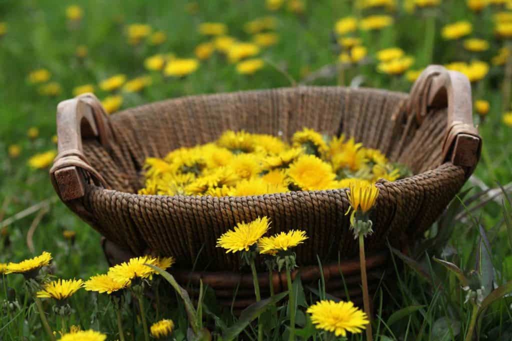 yellow flowers in a basket on green grass 