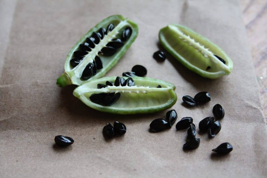 green pods containing daylily seeds