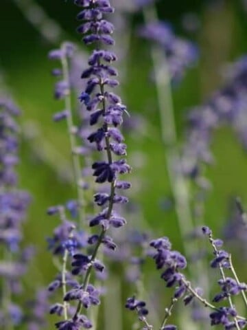 Russian sage in the garden
