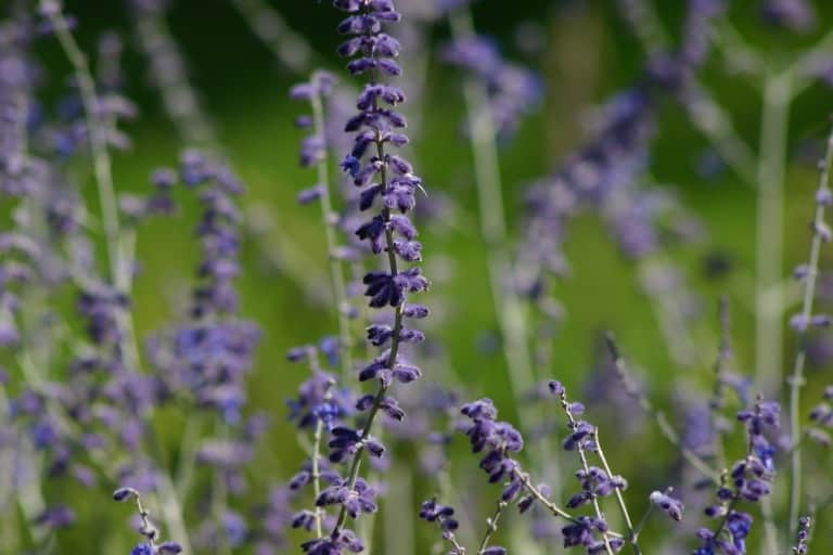 purple blossoms of Russian Sage growing in the garden