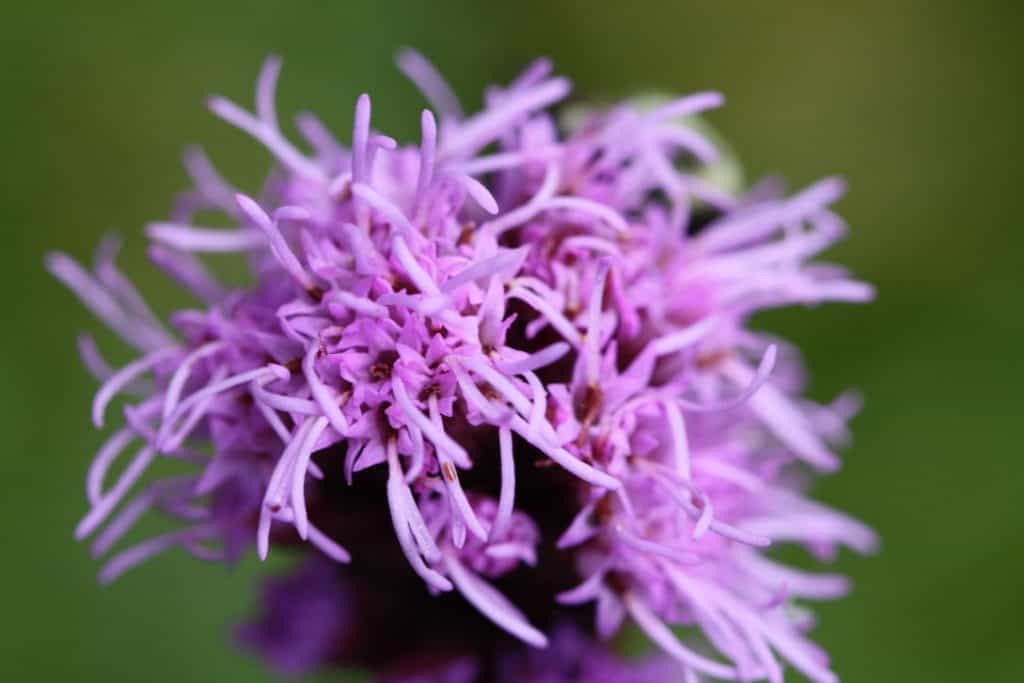 purple feathery blooms of liatris growing in the garden 