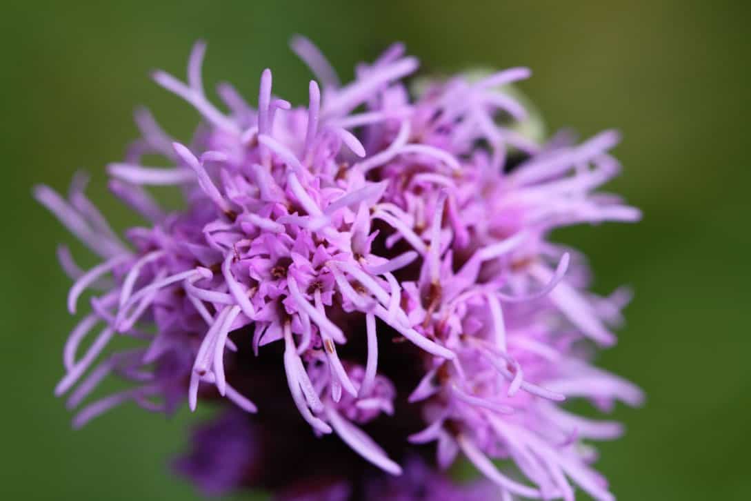 a liatris flower in the garden