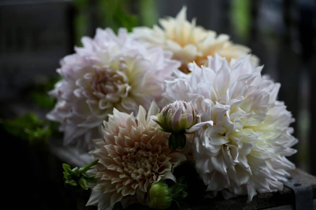 dahlia blooms on a wooden bench