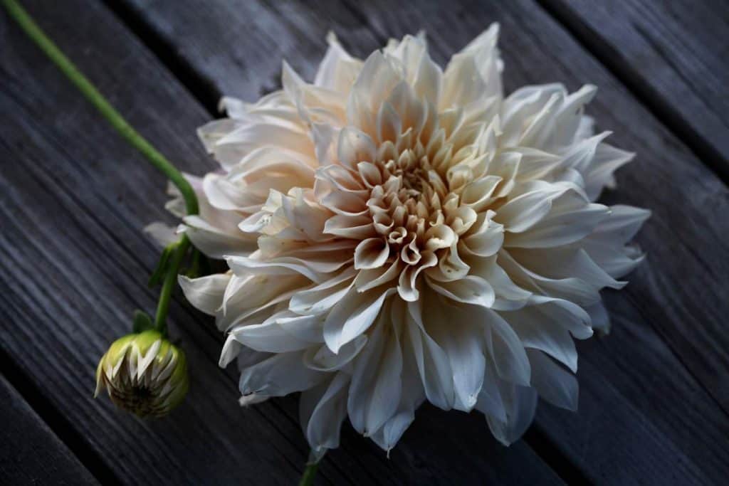 cream coloured Cafe Au Lait Dahlia on a wooden table