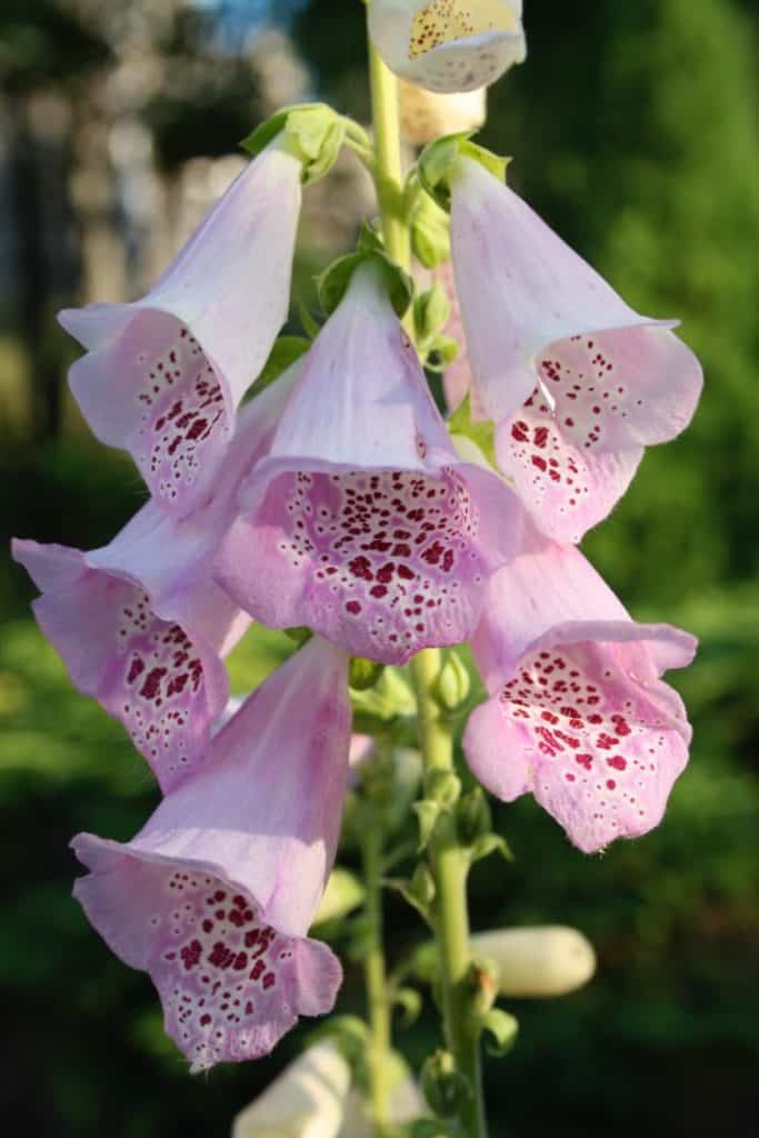 pink foxglove blooms in the garden