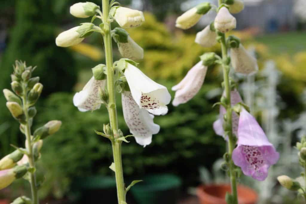 pink and white foxglove blooms growing in the garden, showing how to grow foxglove from seed