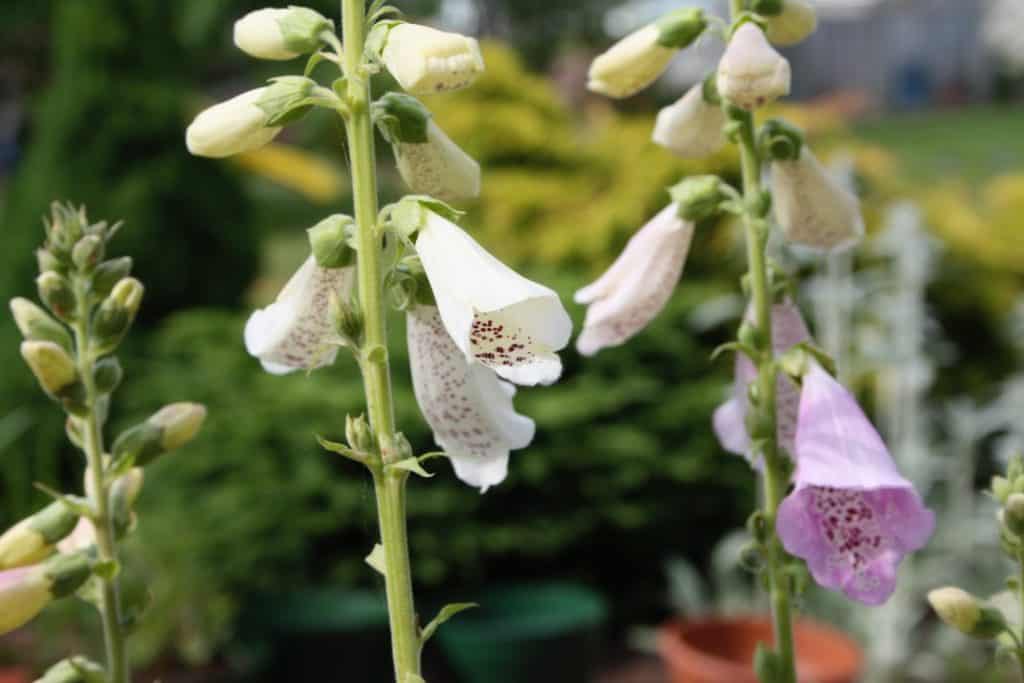 How To Grow Foxglove From Seed