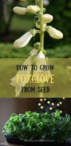 How To Grow Foxglove From Seed - Farmhouse & Blooms