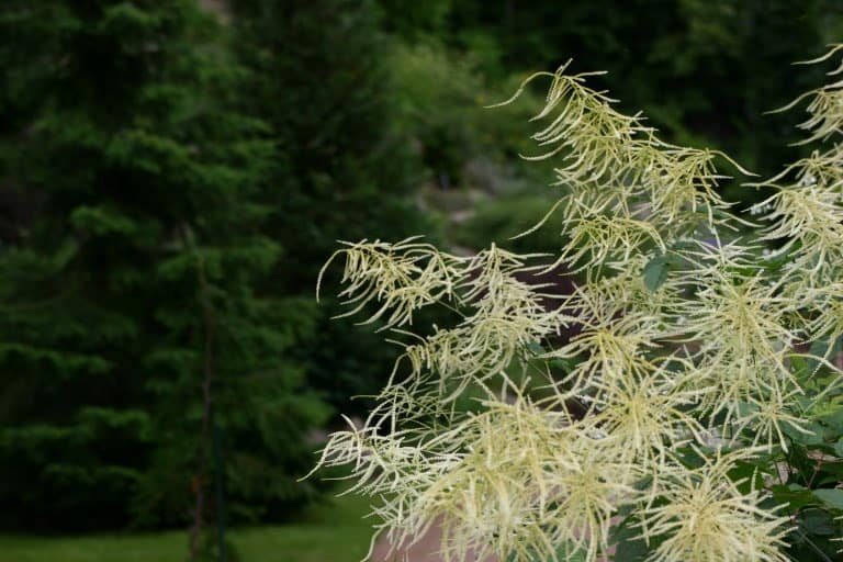 white feathery flowers of Goat's Beard growing in the garden with green trees in the background