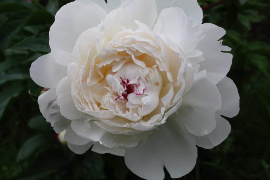 large white peony flower against a green background, showing how to grow peonies