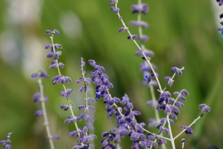 purple flowers on Russian Sage in the garden, showing how to grow Russian Sage