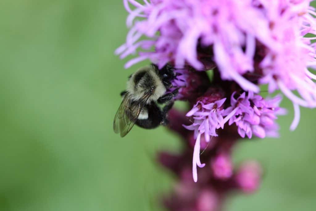bee on a purple flower with a green blurred background