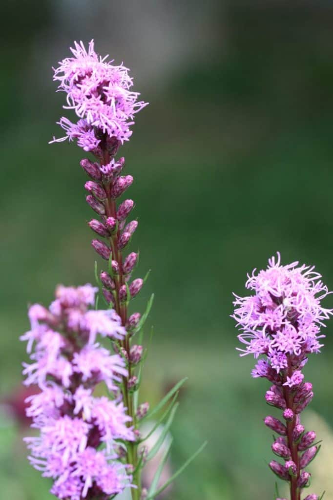 purple liatris blooms growing in the garden