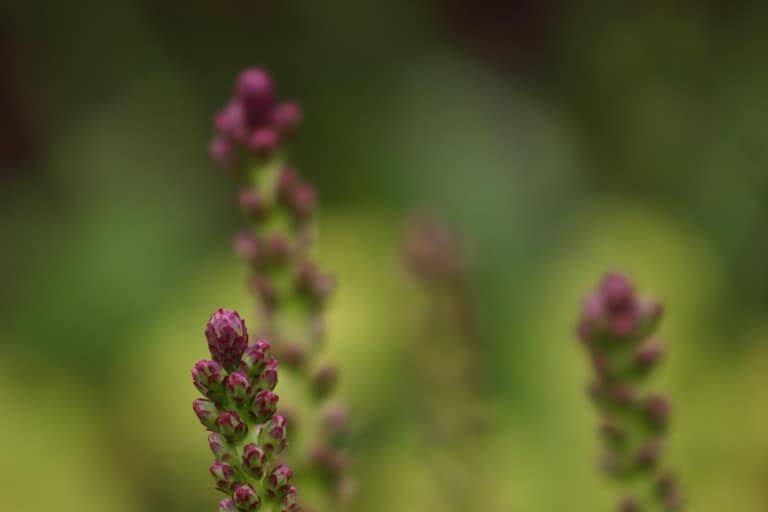 Liatris buds on stems in the garden