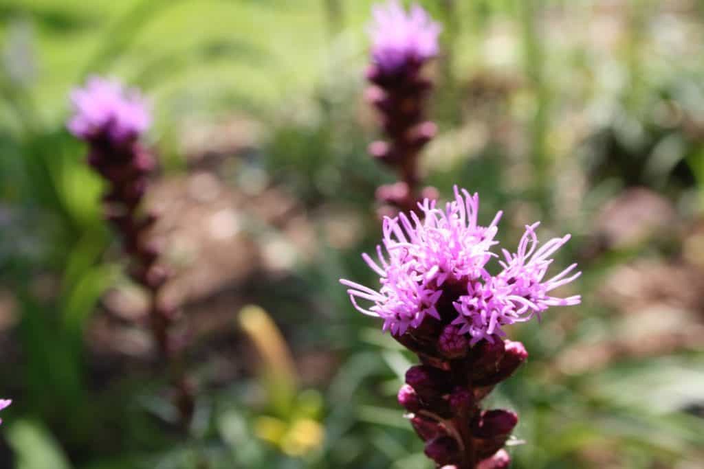 purple blooms in the garden